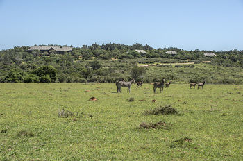 Kariega Game Reserve Settlers Drift Alexandria  Bagian luar foto