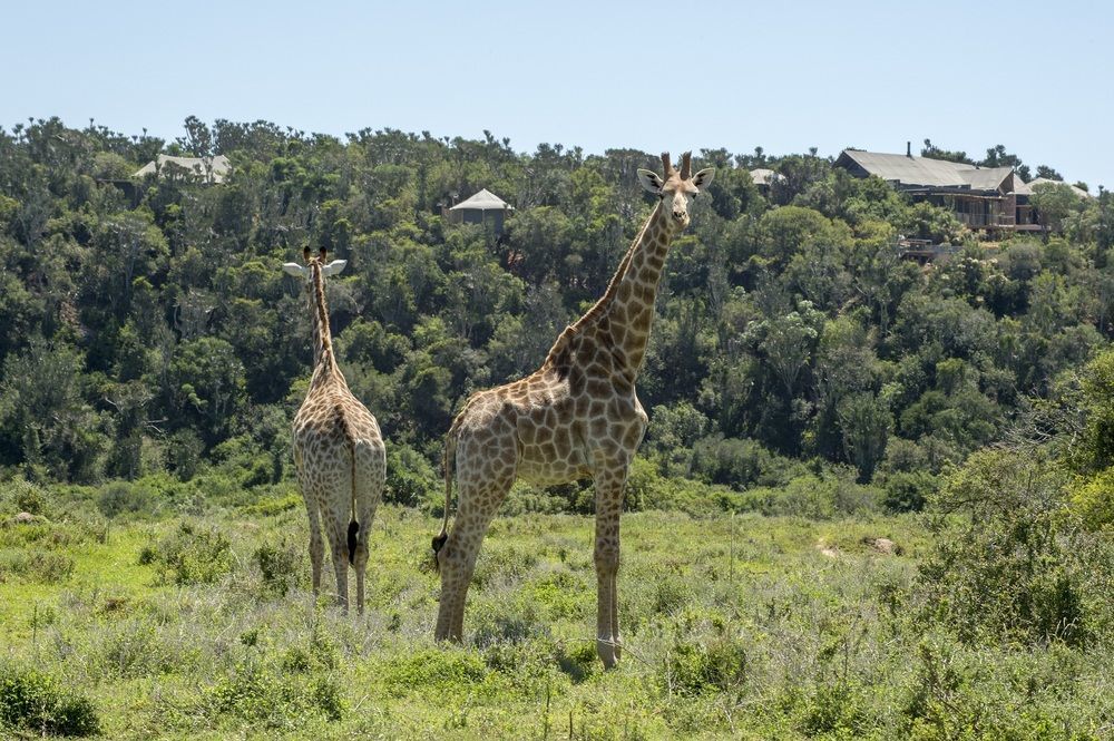 Kariega Game Reserve Settlers Drift Alexandria  Bagian luar foto