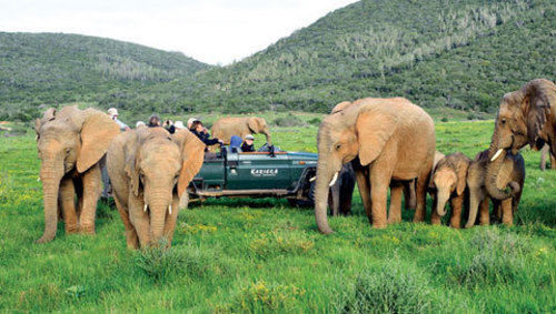 Kariega Game Reserve Settlers Drift Alexandria  Bagian luar foto